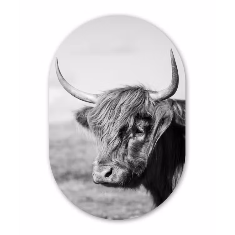 Muurovaal - Schotse Hooglander - Dieren - Zwart - Wit — 3