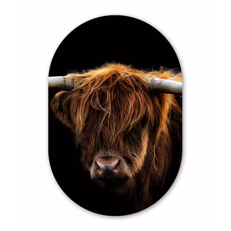 Muurovaal - Schotse Hooglander - Horens - Zwart - Dieren - Natuur - Wild - Koe — 2