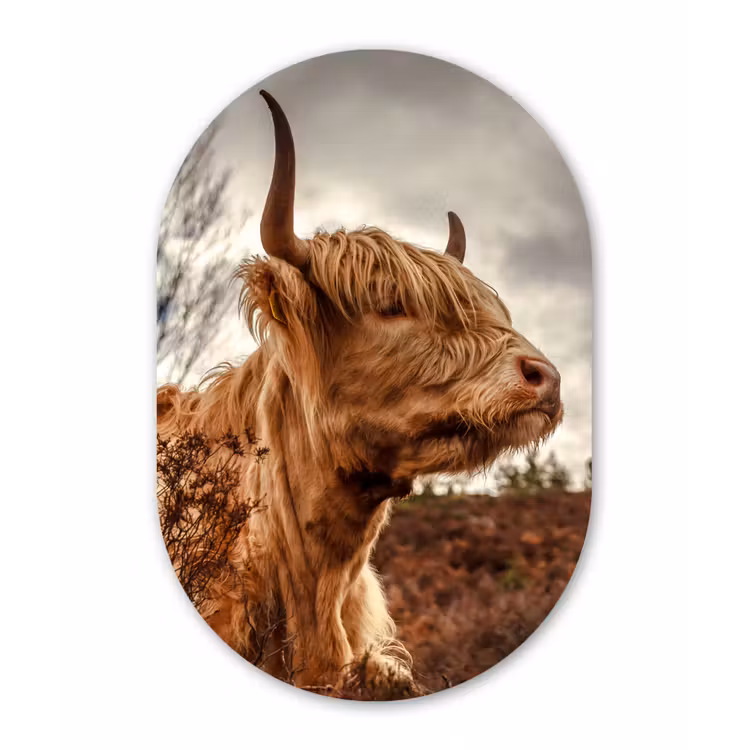 Muurovaal - Schotse Hooglander - Struik - Heide — 1