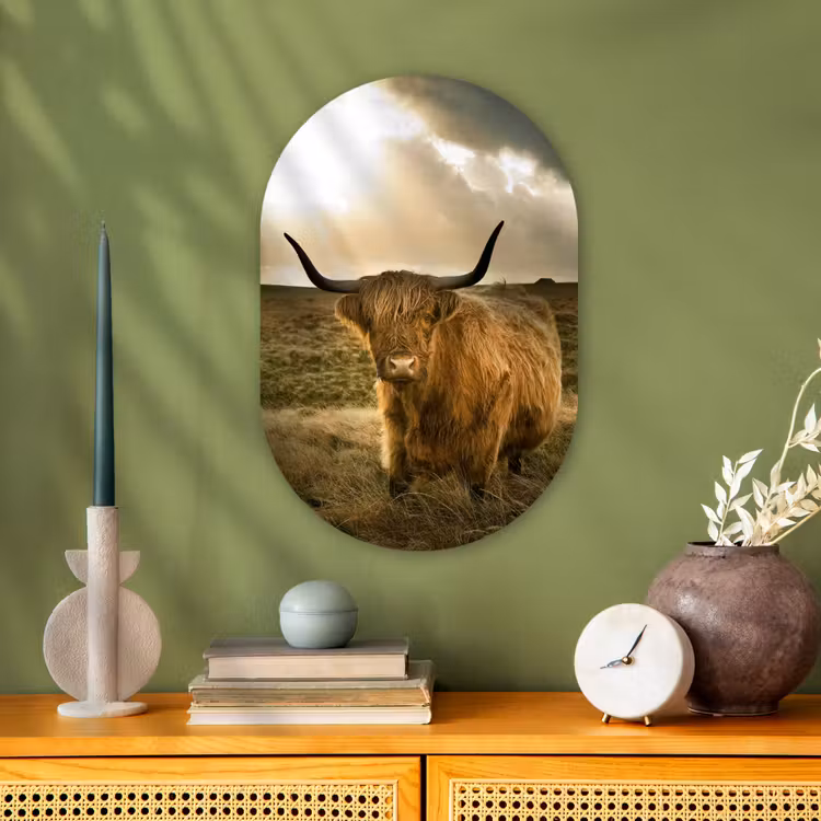 Muurovaal - Schotse Hooglander - Zon - Dieren — 1