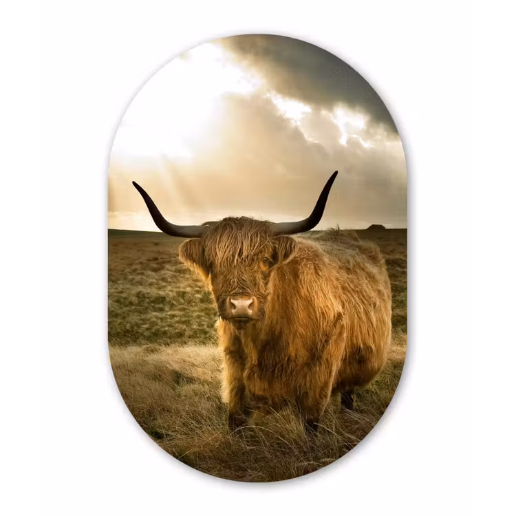 Muurovaal - Schotse Hooglander - Zon - Dieren — 2