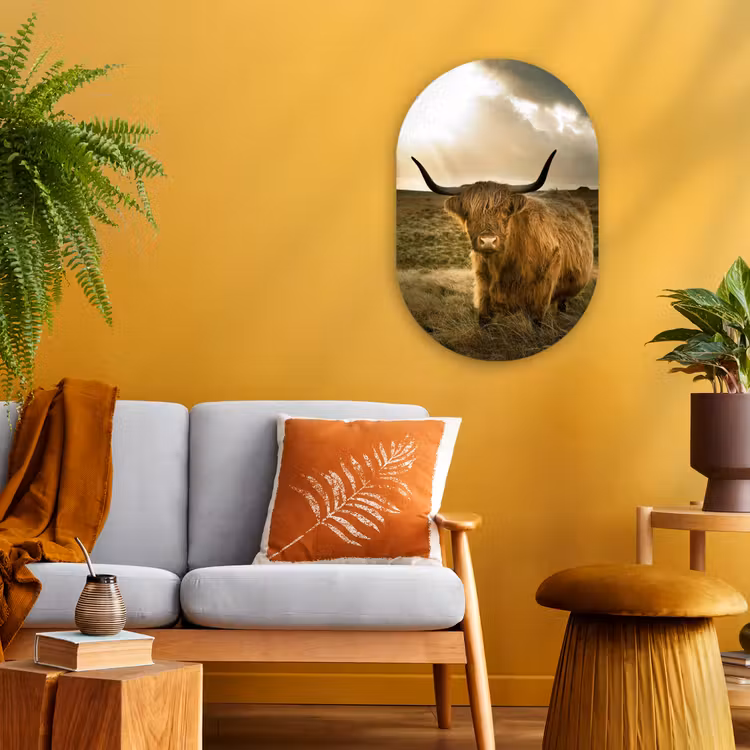 Muurovaal - Schotse Hooglander - Zon - Dieren — 3