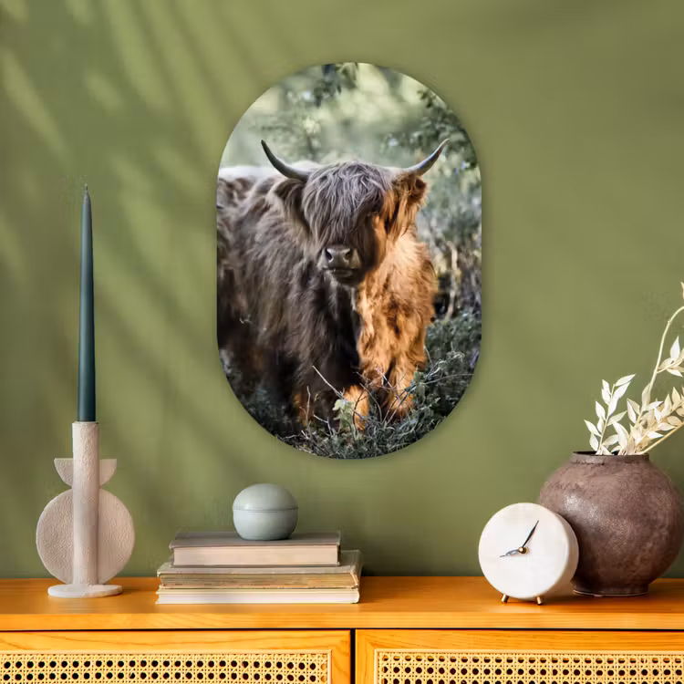 Muurovaal - Schotse Hooglanders - Bos - Dieren — 1