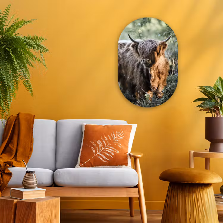 Muurovaal - Schotse Hooglanders - Bos - Dieren — 2