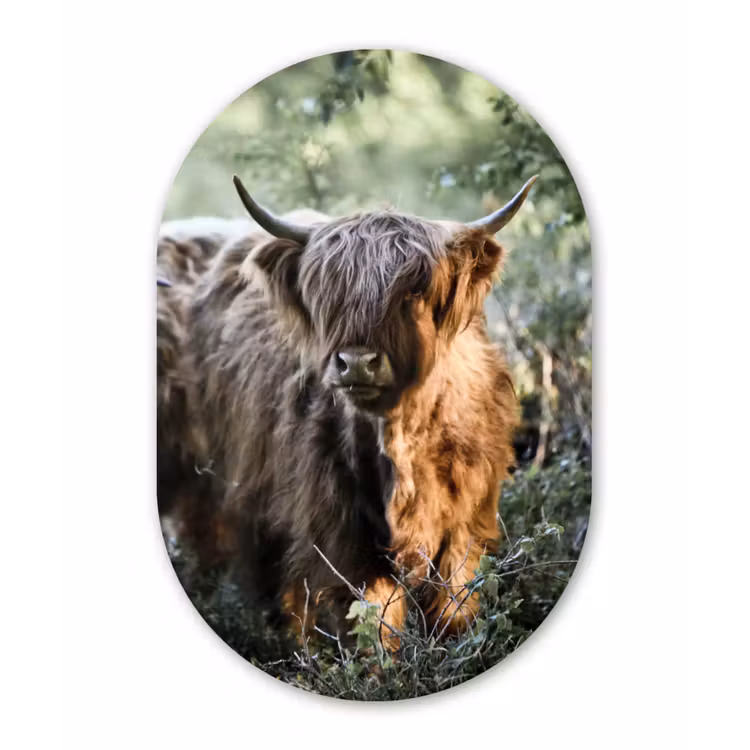 Muurovaal - Schotse Hooglanders - Bos - Dieren — 3