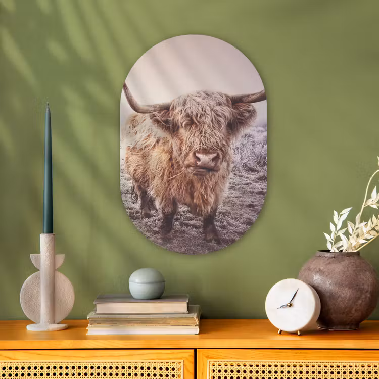 Muurovaal - Schotse Hooglanders - Sneeuw - Zon — 2