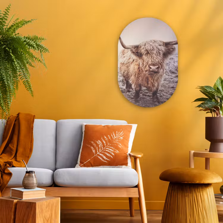 Muurovaal - Schotse Hooglanders - Sneeuw - Zon — 3