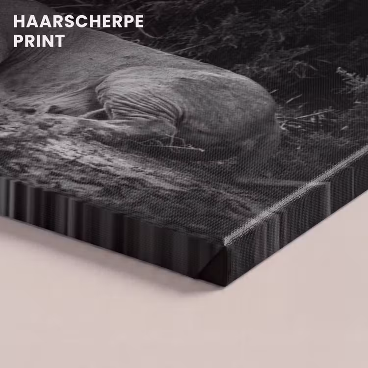 Canvas schilderij - Leeuwen - Zwart - Wilde dieren — 5