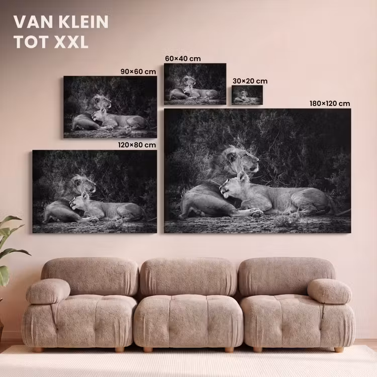 Canvas schilderij - Leeuwen - Zwart - Wilde dieren — 8