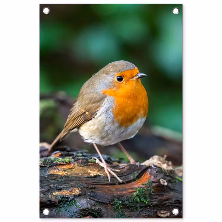 Tuinposter - Roodborstje op een Boomstam — 1