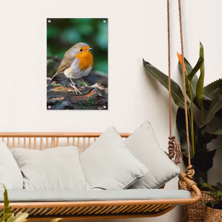 Tuinposter - Roodborstje op een Boomstam — 5