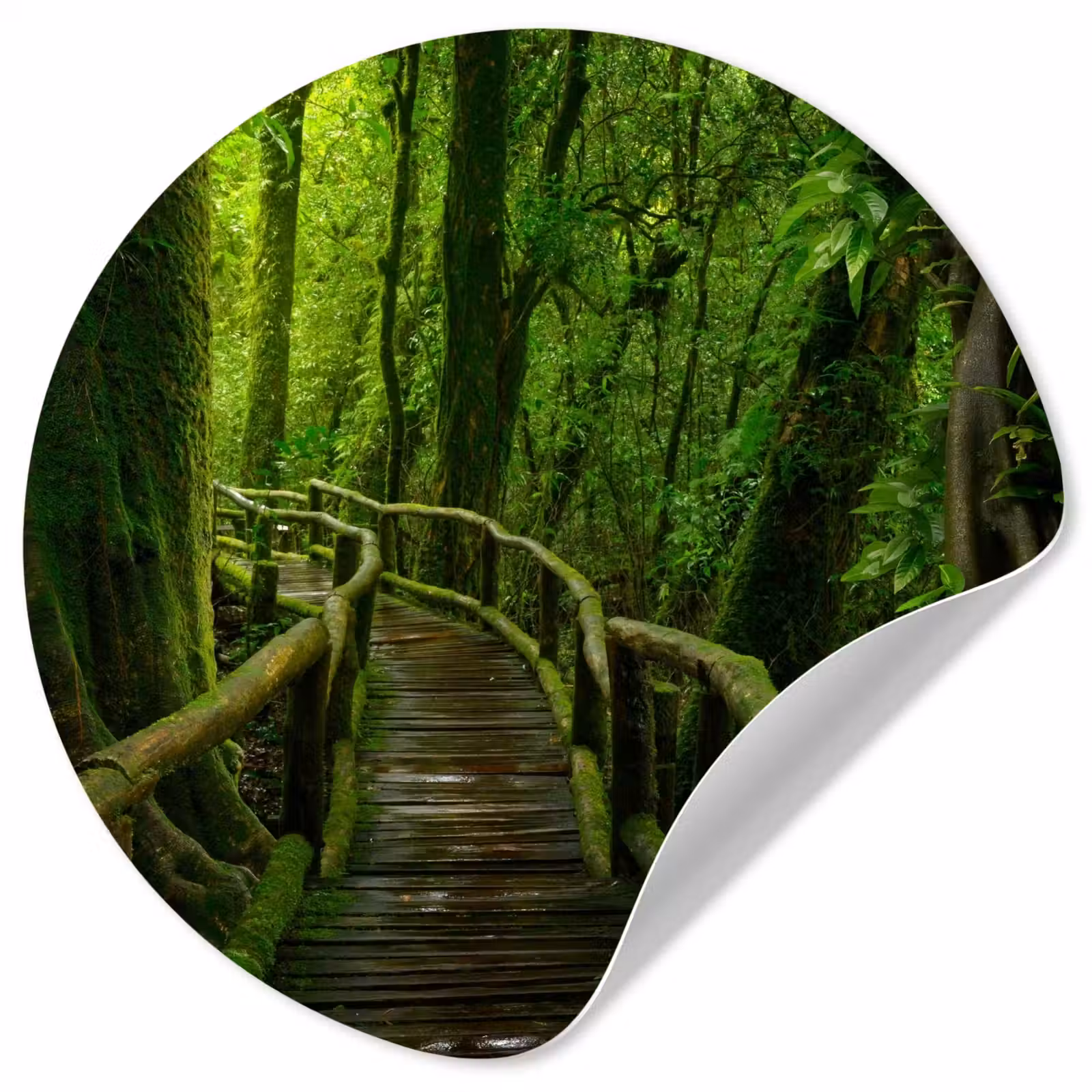 Behangcirkel - Jungle - Brug - Mos - Natuur - Tropisch — 1