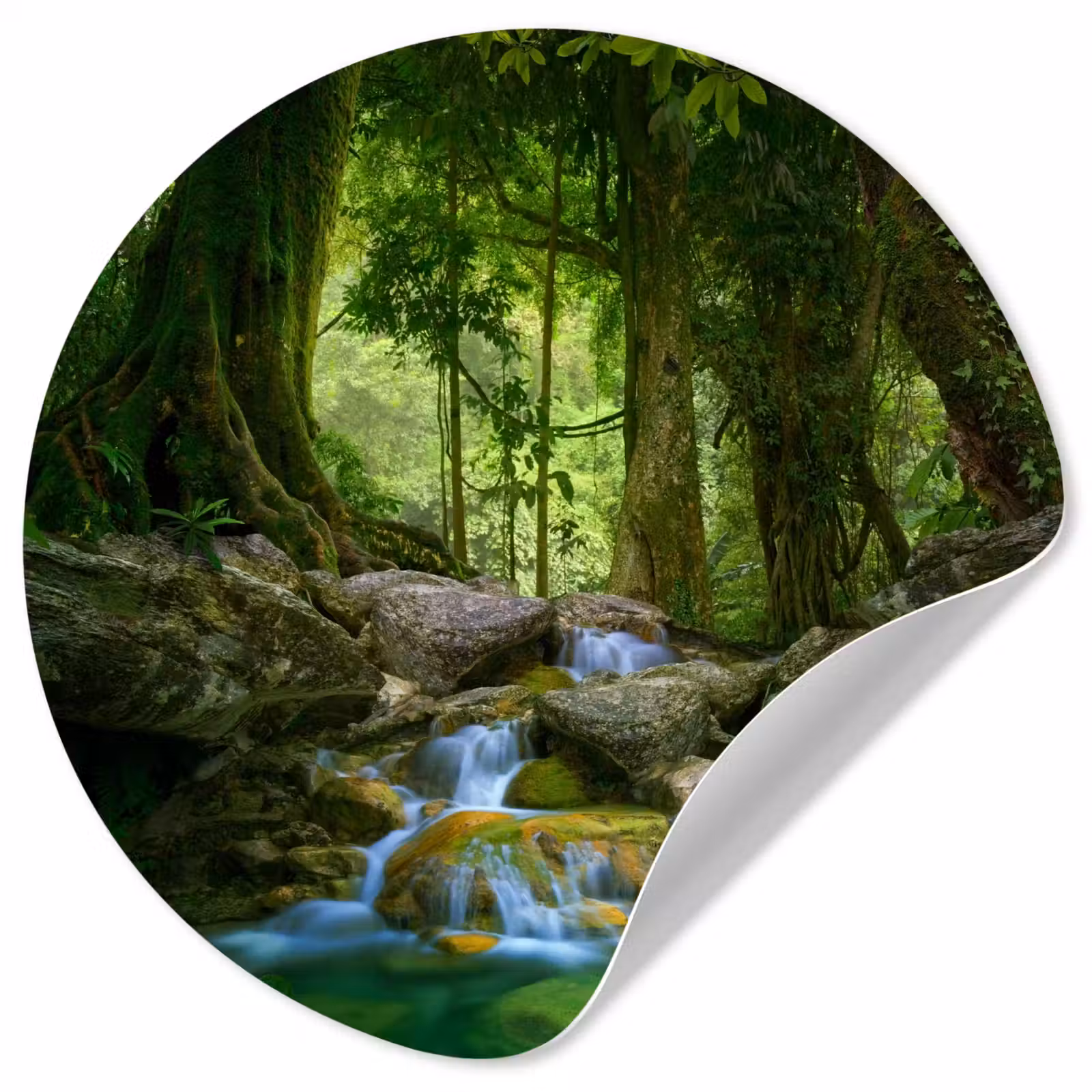 Behangcirkel - Jungle - Stenen - Water - Natuur - Planten — 1