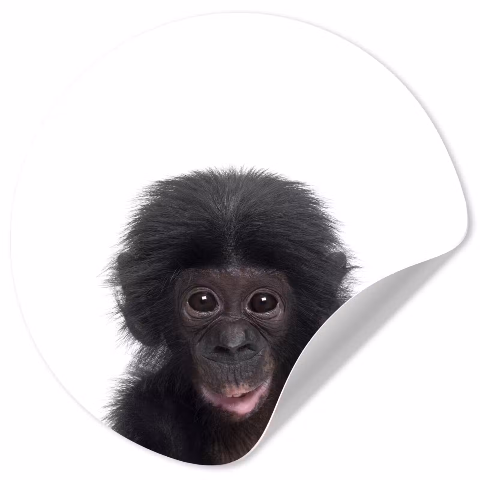 Behangcirkel - Aap - Dieren - Chimpansee - Kind - Jongen — 1