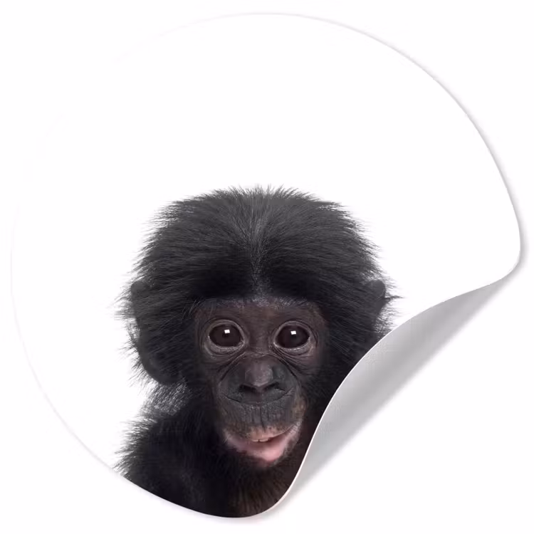 Behangcirkel - Aap - Dieren - Chimpansee - Kind - Jongen — 1