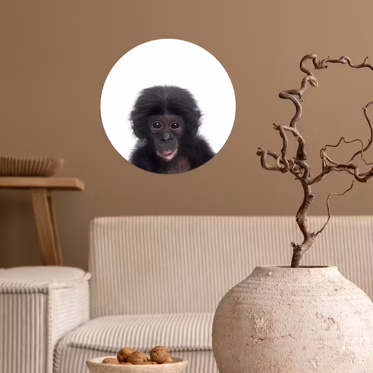 Behangcirkel - Aap - Dieren - Chimpansee - Kind - Jongen — 2