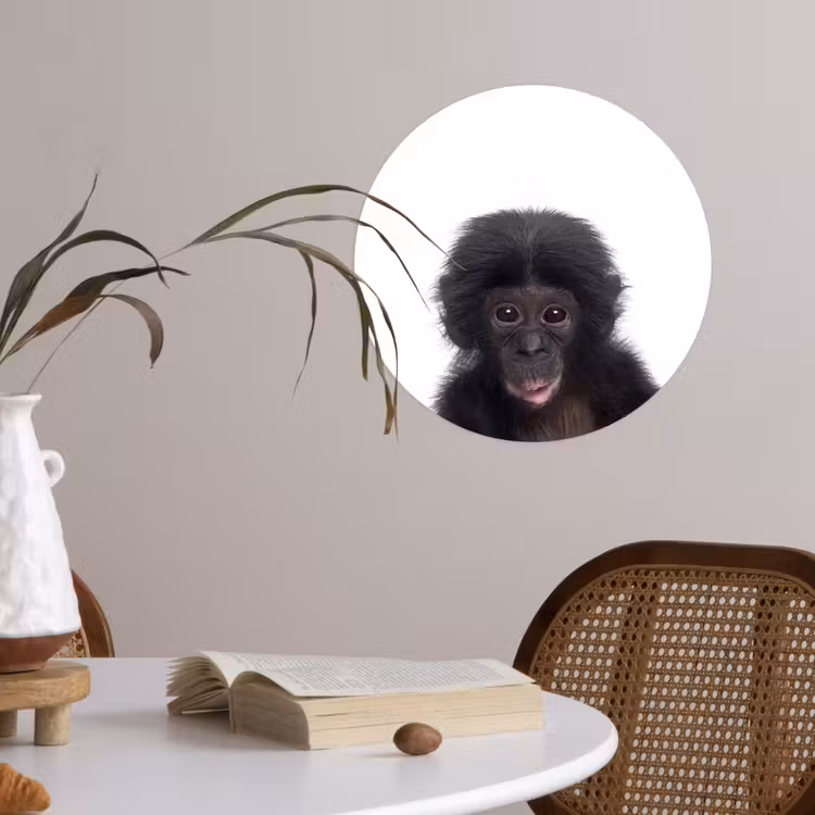 Behangcirkel - Aap - Dieren - Chimpansee - Kind - Jongen — 4
