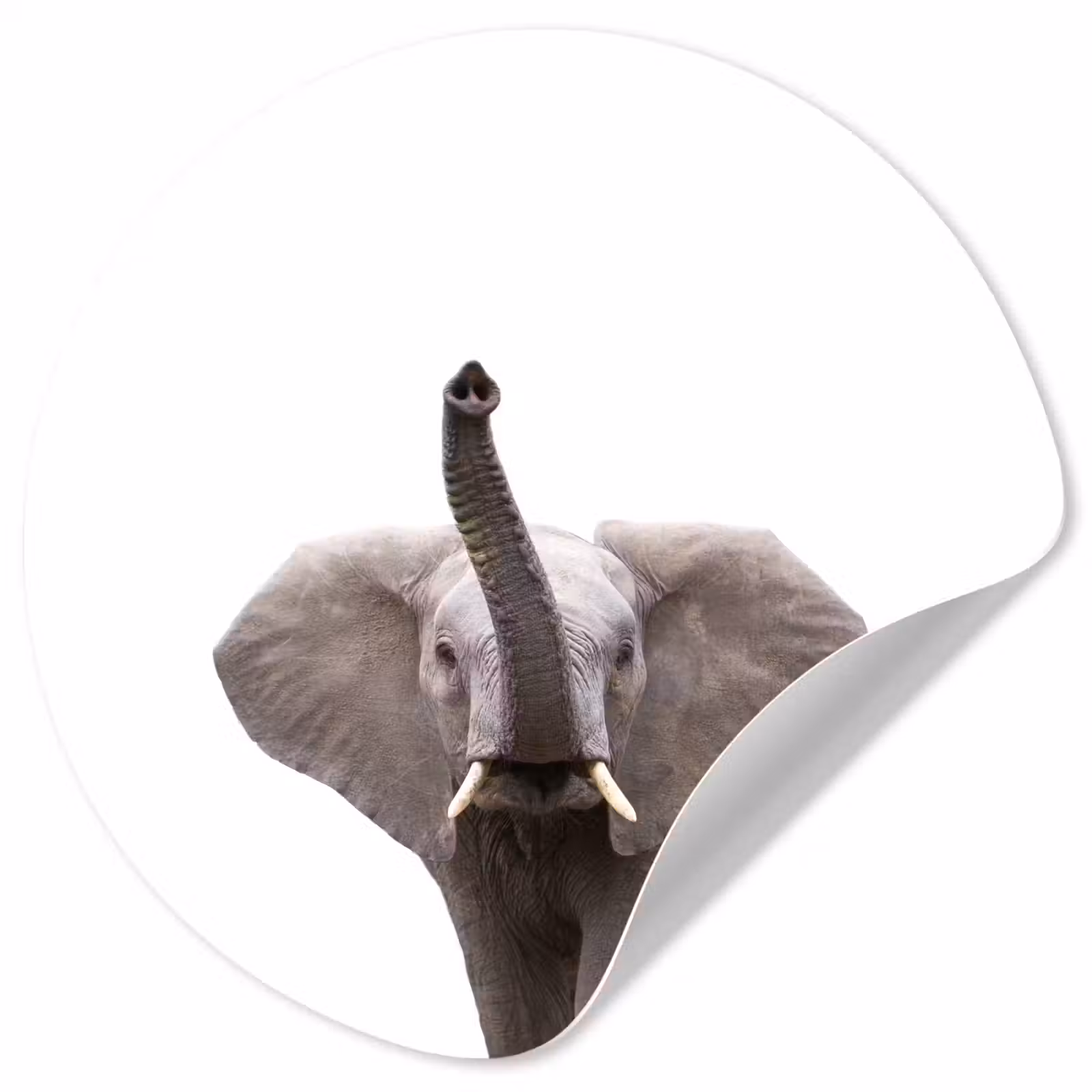 Behangcirkel - Dieren - Olifant- Wit - Wilde dieren - Kinderen — 1