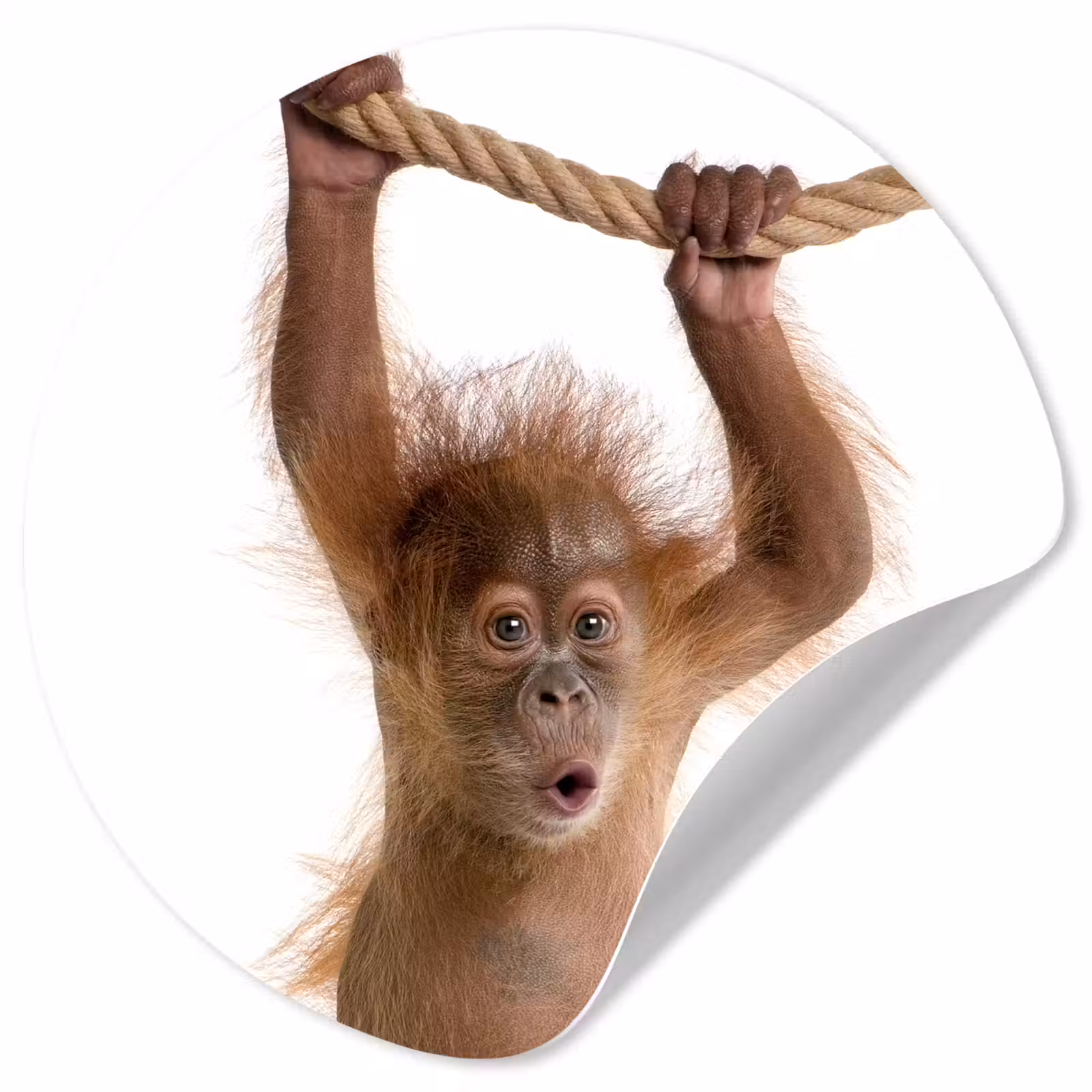Behangcirkel - Dieren - Orang oetan - Touw - Dieren - Kinderen - Jongen — 1