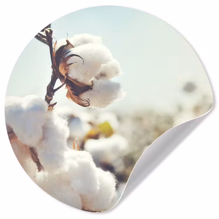 Behangcirkel - Planten - Bloem - Tak - Natuur — 1