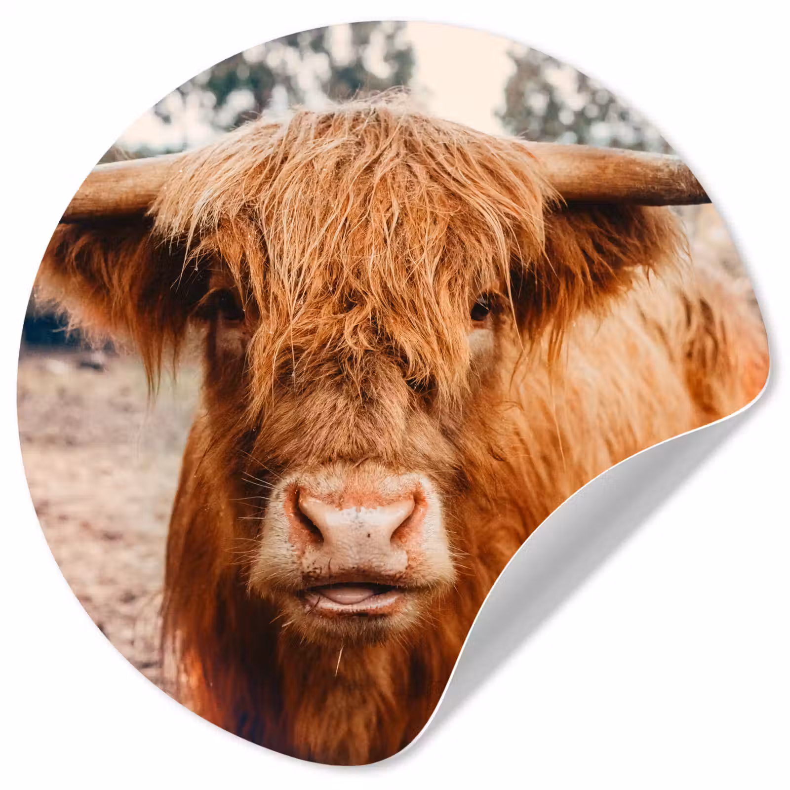 Behangcirkel - Koe- Schotse hooglander - Hoorns - Bruin - Landschap — 1