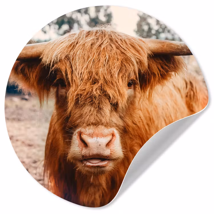 Behangcirkel - Koe- Schotse hooglander - Hoorns - Bruin - Landschap — 1