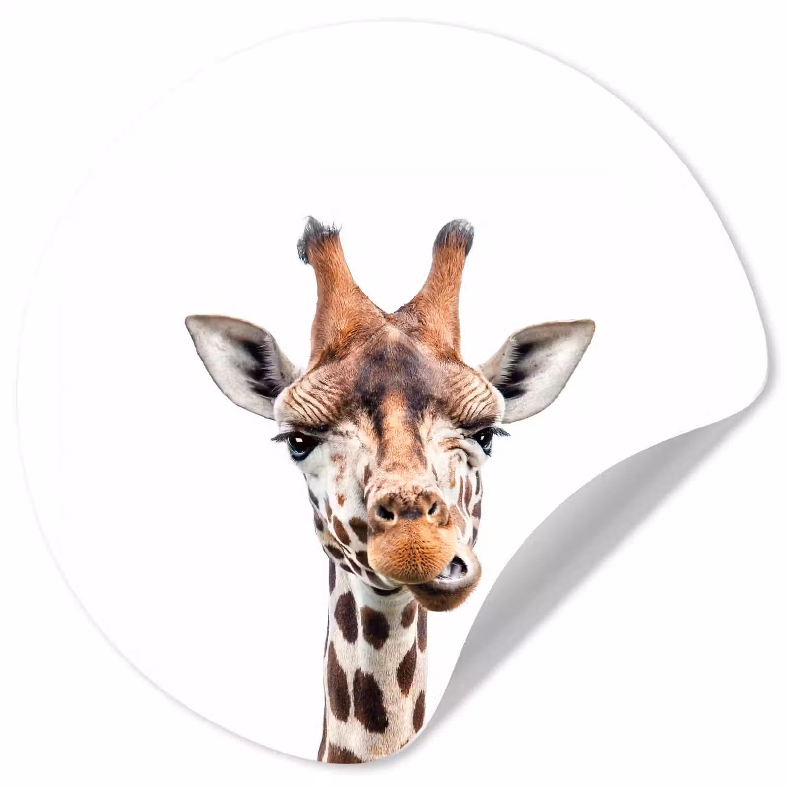 Behangcirkel - Wilde dieren - Giraffe - Kinderen - Jongen - Dieren — 1