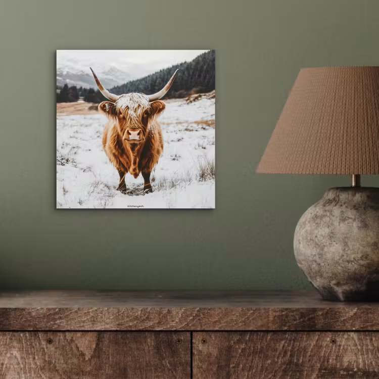 Aluminium schilderij - Schotse Hooglander - Sneeuw - Winter - Dieren — 3