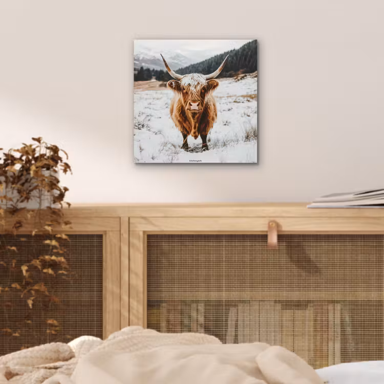 Aluminium schilderij - Schotse Hooglander - Sneeuw - Winter - Dieren — 4