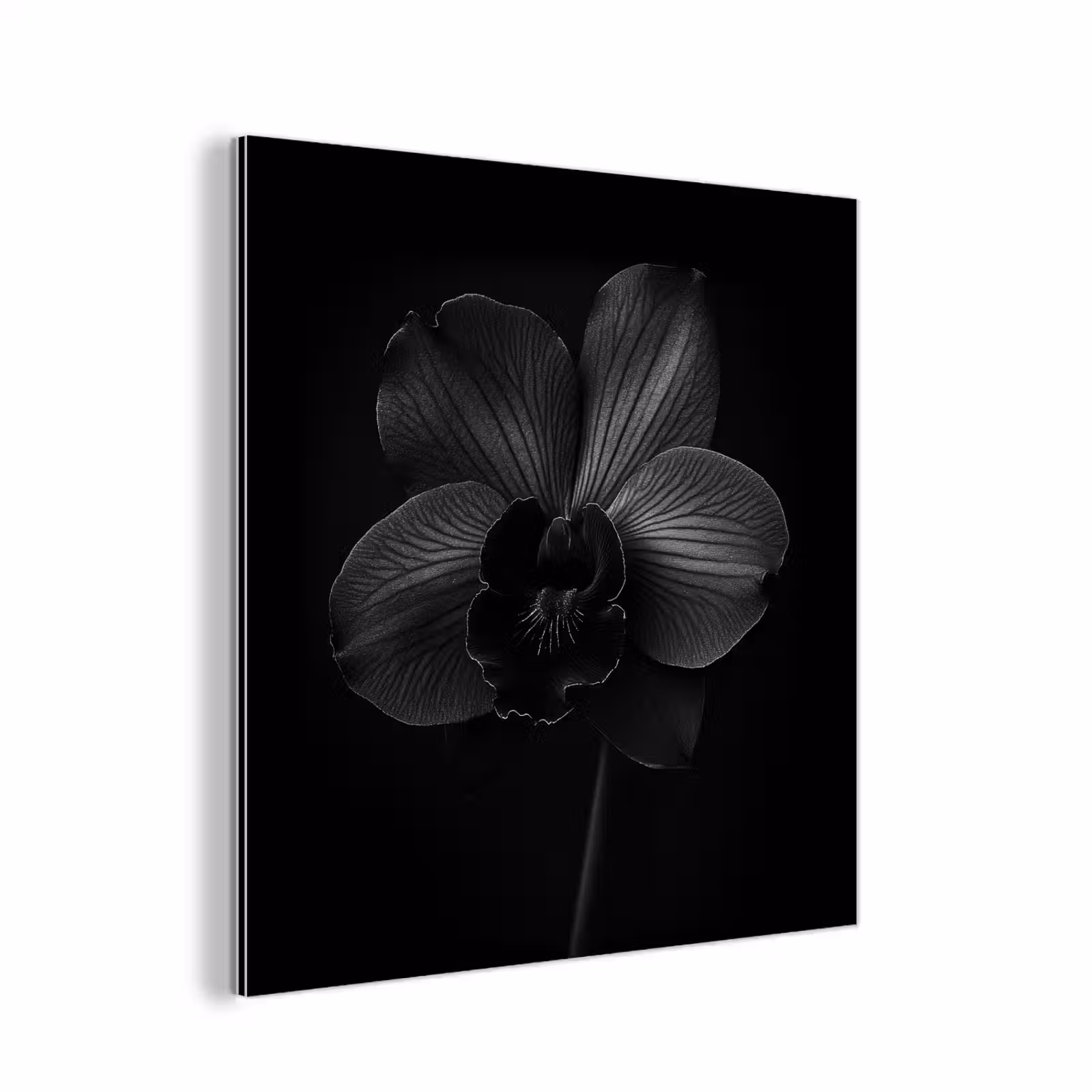 Aluminium schilderij - Zwart - Bloem - Orchidee — 1