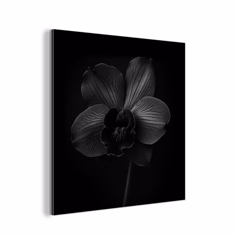 Aluminium schilderij - Zwart - Bloem - Orchidee — 1