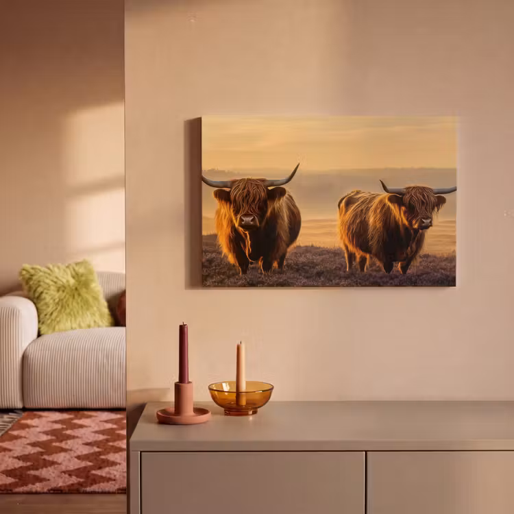 Canvas schilderij - Schotse hooglanders - Heide - Landschap - Dieren — 2
