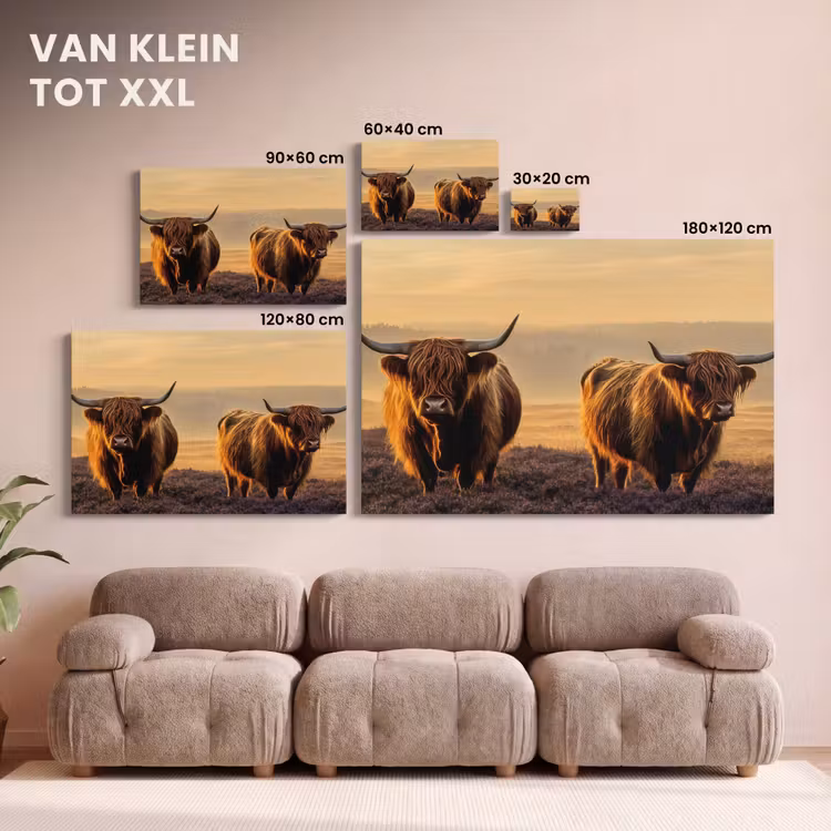 Canvas schilderij - Schotse hooglanders - Heide - Landschap - Dieren — 8