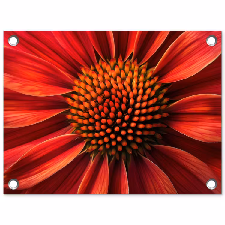 Tuinposter - Close up - Bloem- Rood — 1