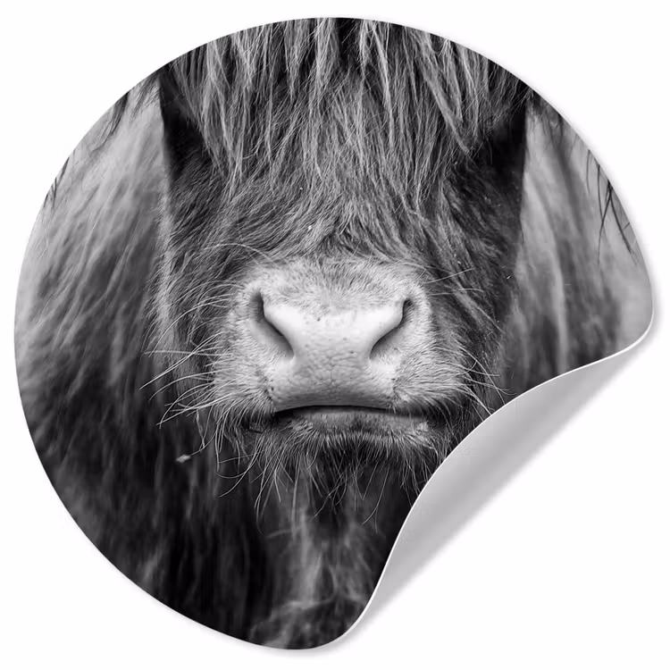 Behangcirkel - Schotse hooglander - Koe - Zwart - Wit - Dieren