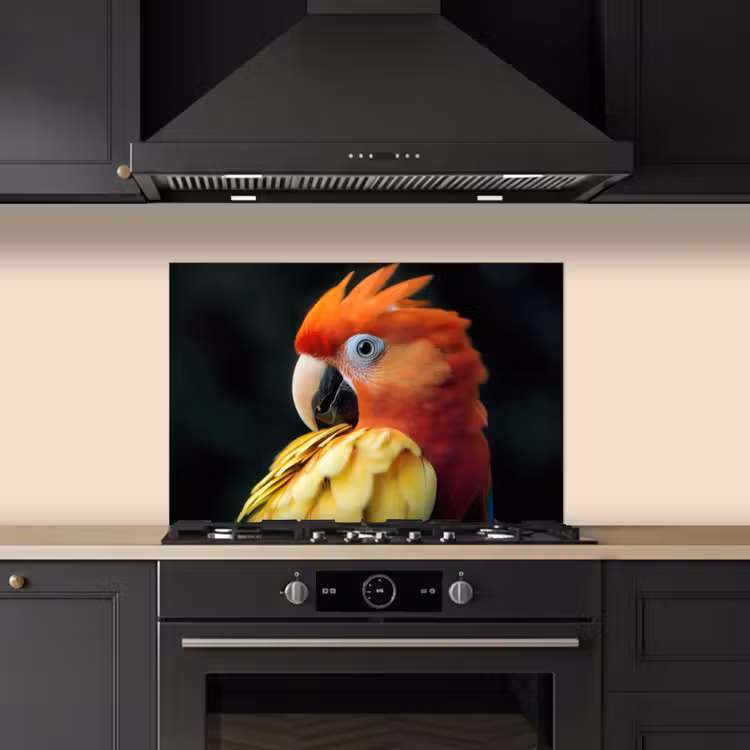 Spatscherm keuken - Close-up - Papegaai - Veren - Oranje — 2