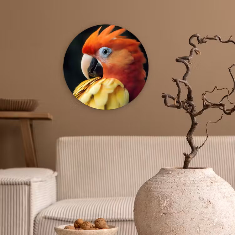 Muurcirkel - Close-up - Papegaai - Veren - Oranje — 2
