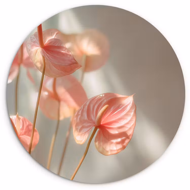 Muurcirkel - Bloemen - Stelen - Roze - Schaduw — 1