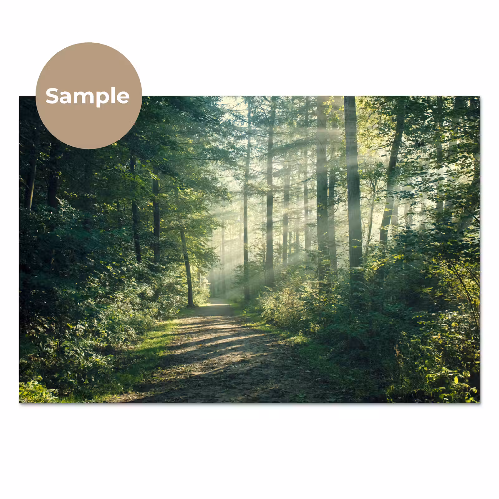 Keuken achterwand - Bos - Pad - Zon - Bomen - Groen - Natuur — 1