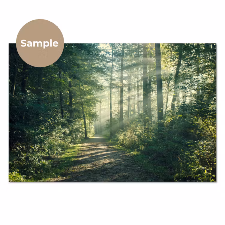 Keuken achterwand - Bos - Pad - Zon - Bomen - Groen - Natuur — 1