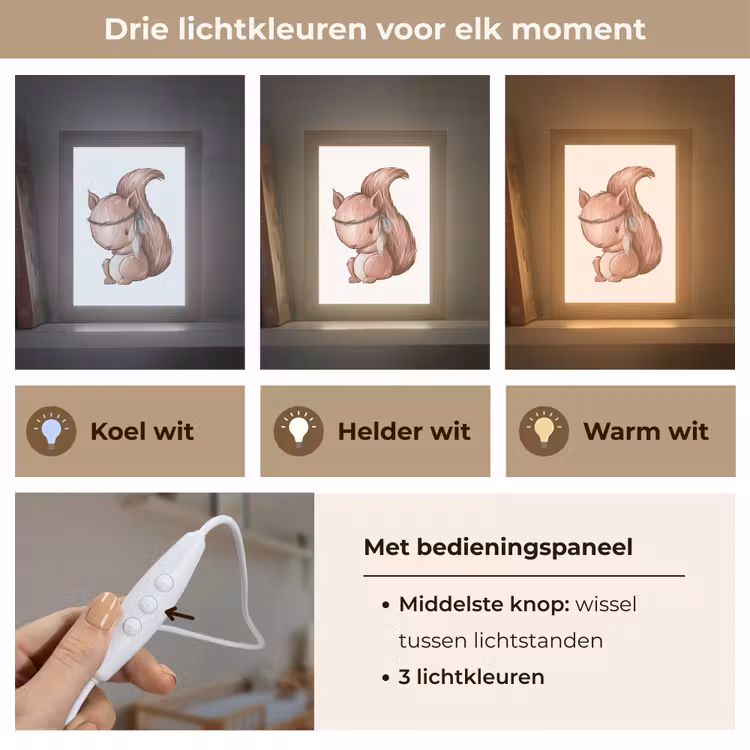Nachtlampje - Eekhoorn - Dier - Bosdieren - Bruin — 7