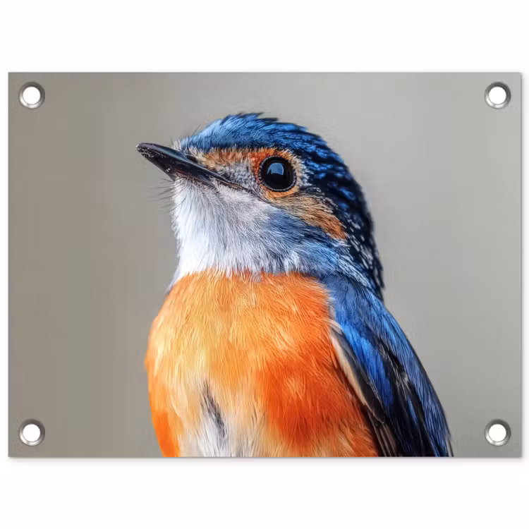 Tuinposter - Kleurrijk - Vogeltje - Veren - Blauw — 1