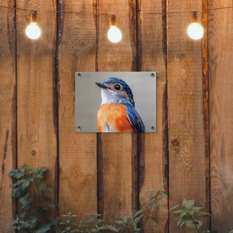Tuinposter - Kleurrijk - Vogeltje - Veren - Blauw — 2