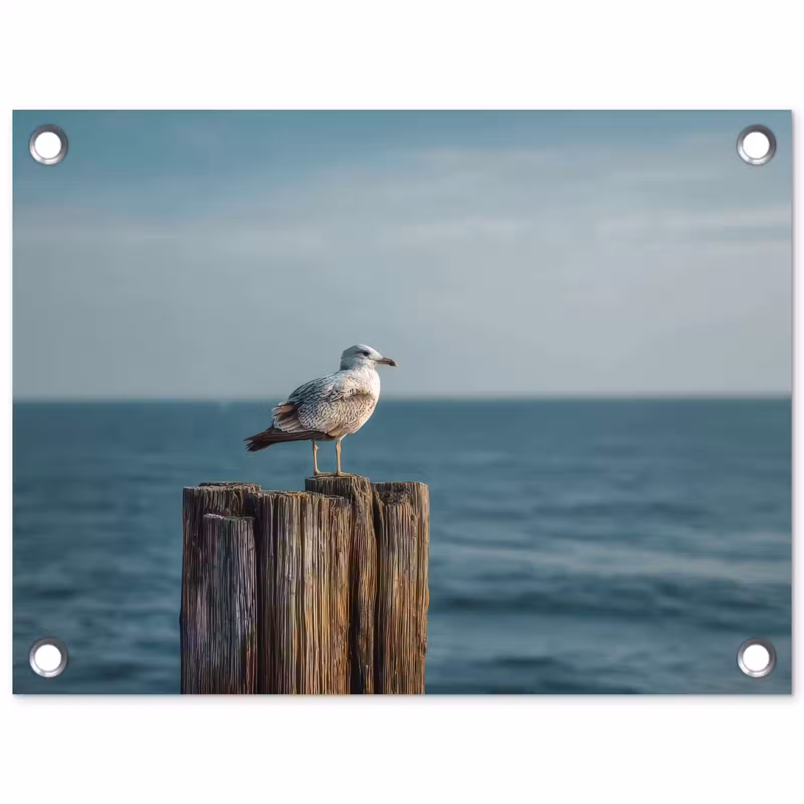 Tuinposter - Meeuw - Paal - Zee — 1
