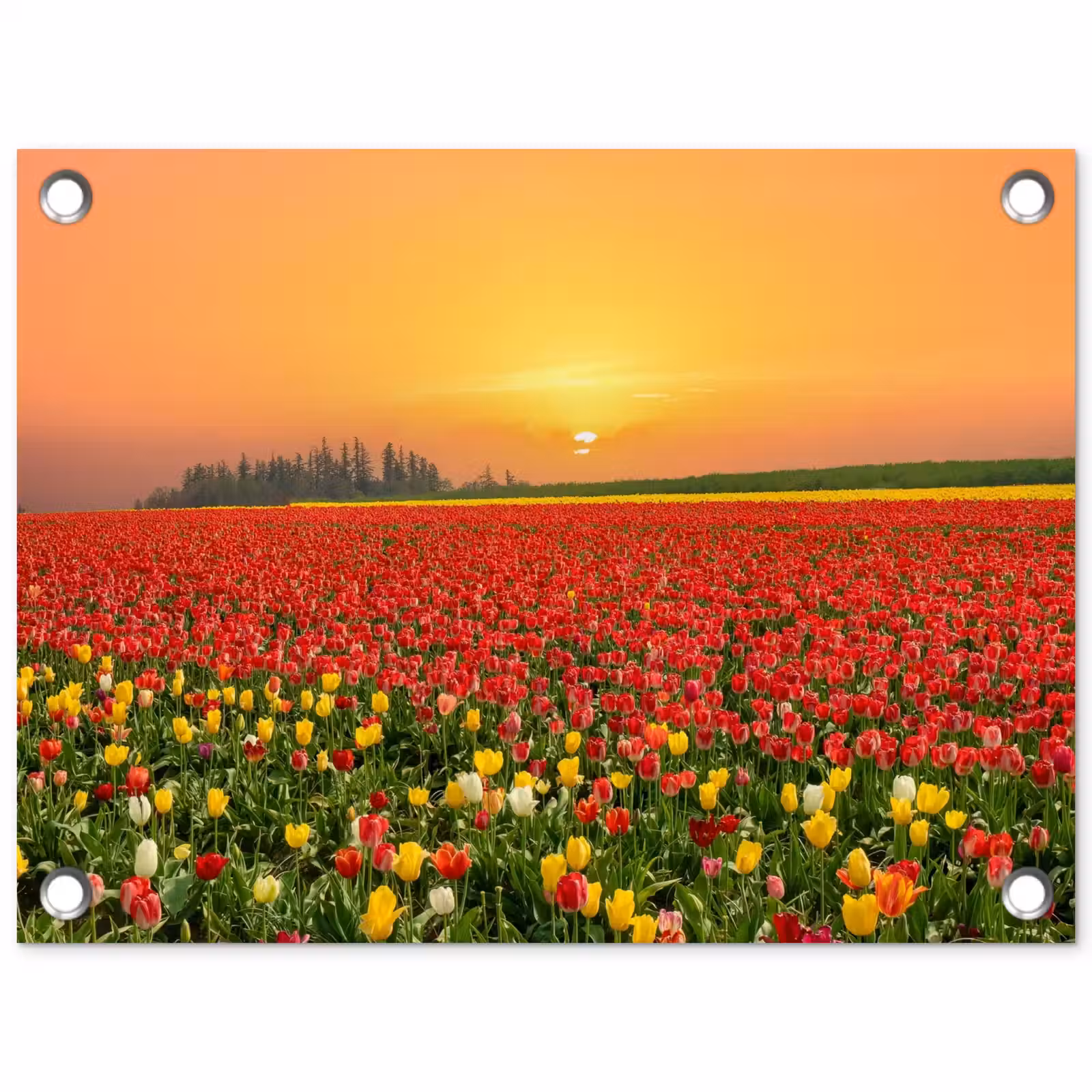 Tuinposter - Bloemen - Landschap - Tulpen - Zonsondergang — 1