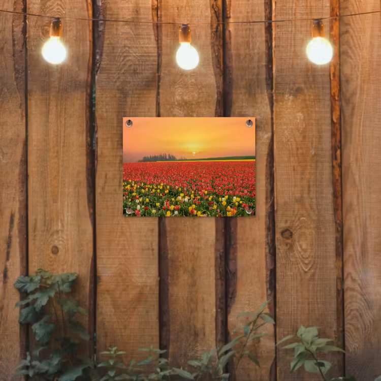 Tuinposter - Bloemen - Landschap - Tulpen - Zonsondergang — 2