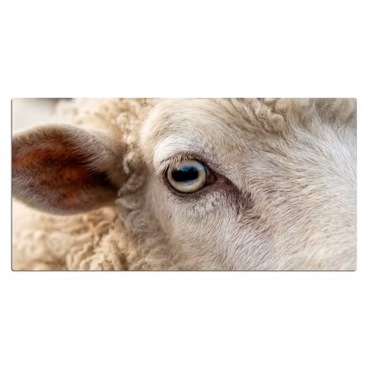 Bureau onderlegger - Schaap - Oog - Wit — 2