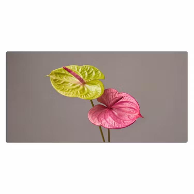 Bureau onderlegger - Planten - Anthurium - Groen - Roze — 2