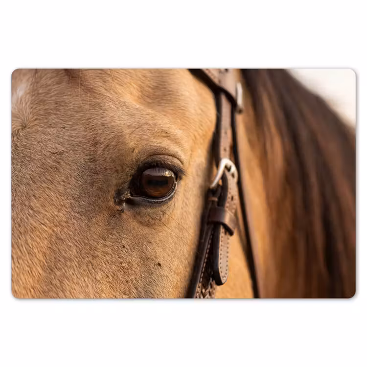 Placemat - 6 stuks - Paard - Oog - Bruin — 7