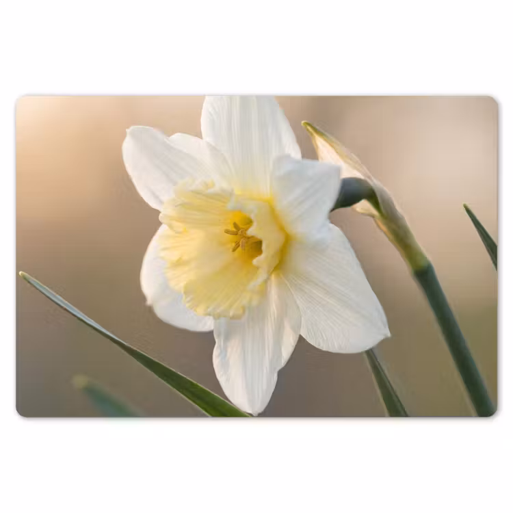 Placemat - 6 stuks - Narcis - Bloem - Minimalistisch — 7